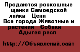 Продаются роскошные щенки Самоедской лайки › Цена ­ 40 000 - Все города Животные и растения » Собаки   . Адыгея респ.